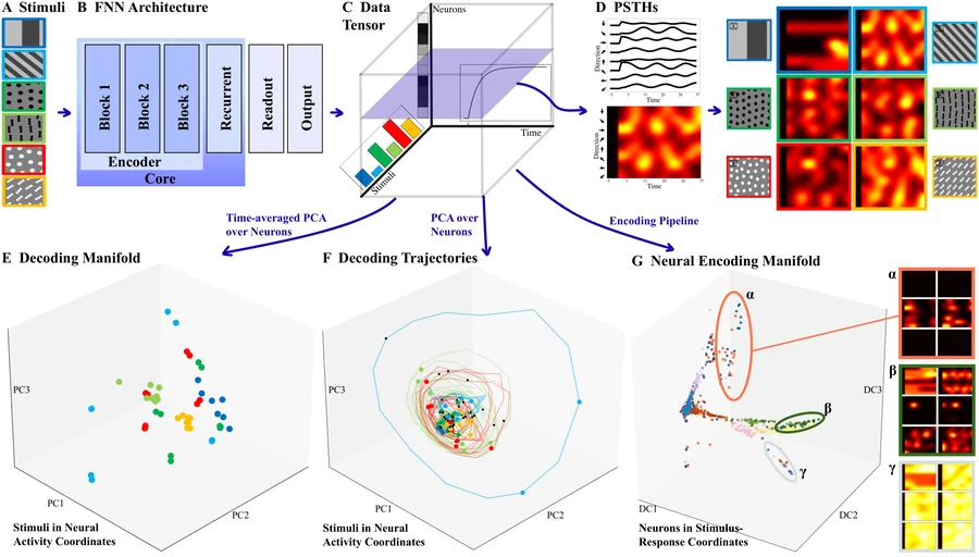 Visual stimuli pass through a neural foundation model, with its responses examined as decoding manifolds, trajectories, and encoding manifolds.